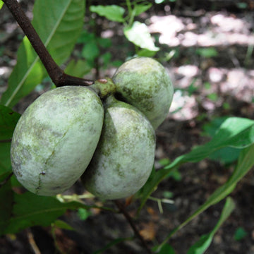 Image of paw paw fruit on a tree.